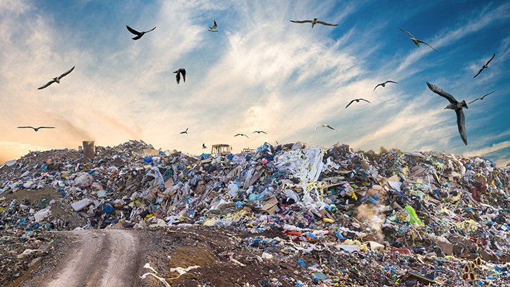 Bird control best practices for landfills - Waste Today