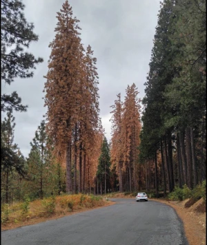 photo of trees in California