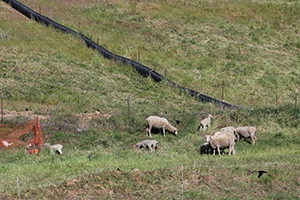 vegetation on landfill