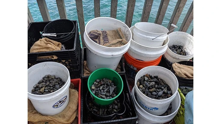 Divers break Guinness World Record with largest underwater cleanup in Florida.