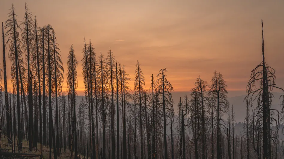 trees burned by forest fires in California at sunset